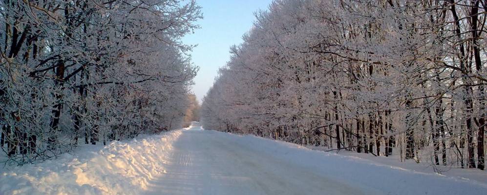 
            Фотография Смородинки