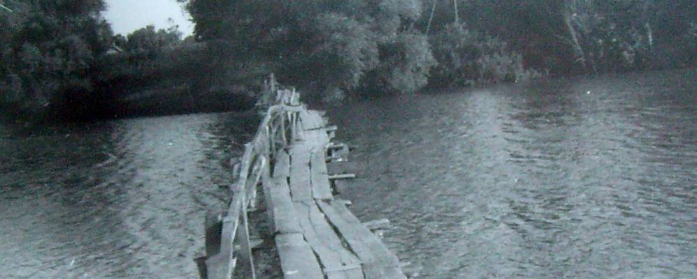 
            Фотография Коноплянки