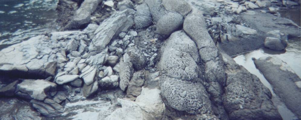 
            Фотография Мичурина