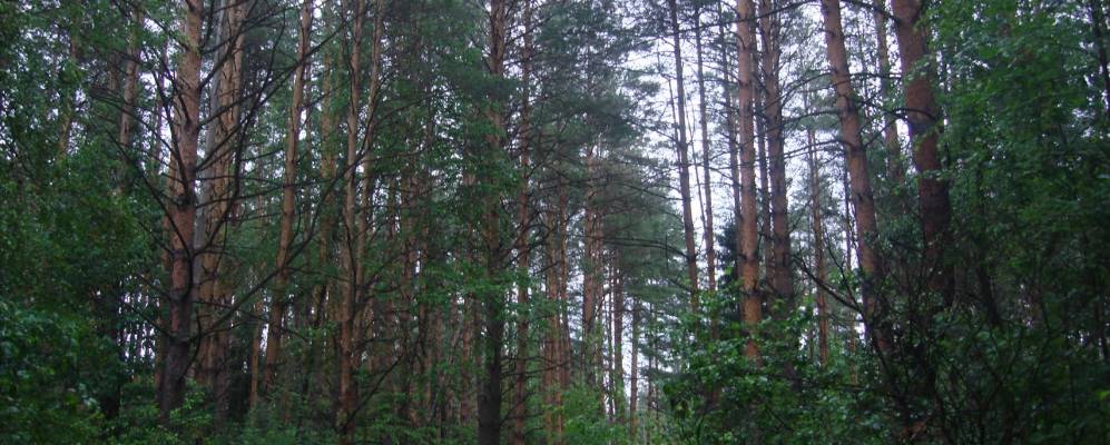 Фотография Ново-Никольска