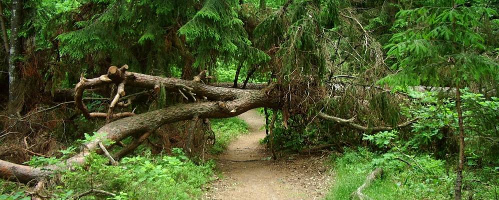 
            Фотография Радуты