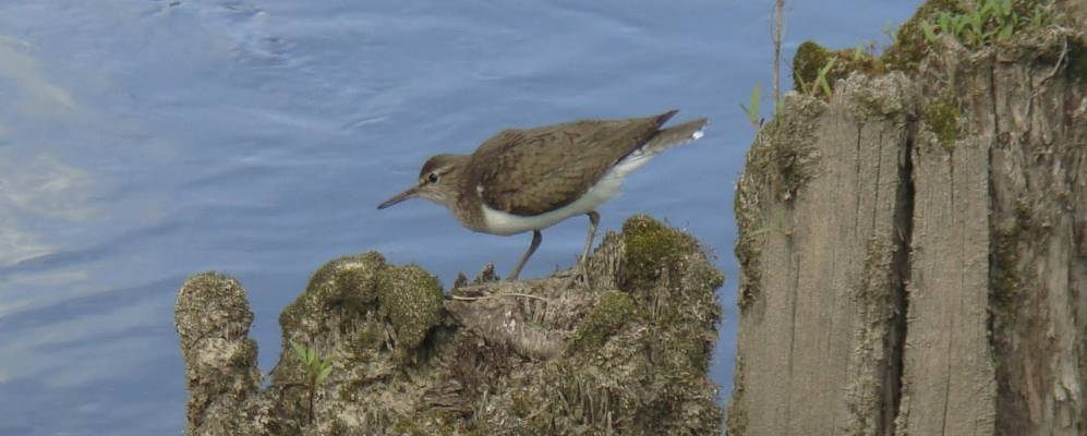 Фотография Мышлино