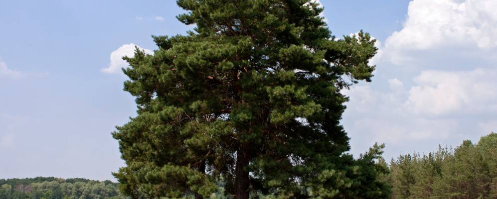 
            Фотография Раздольного