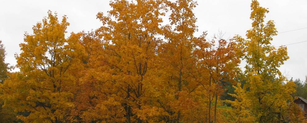 
            Фотография урочища Рубцы