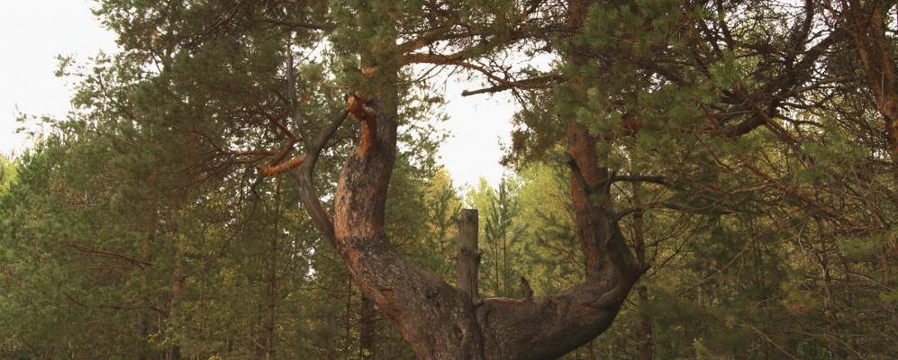 
            Фотография Гари