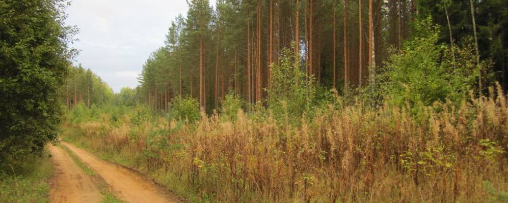 
            Фотография Усадище