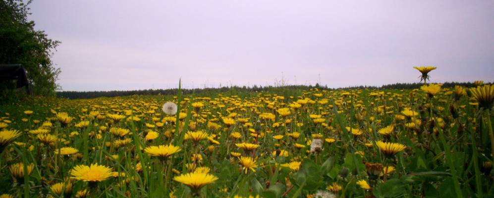 Фотография деревни Язни