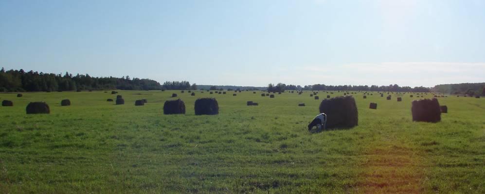 
            Фотография Рябинино