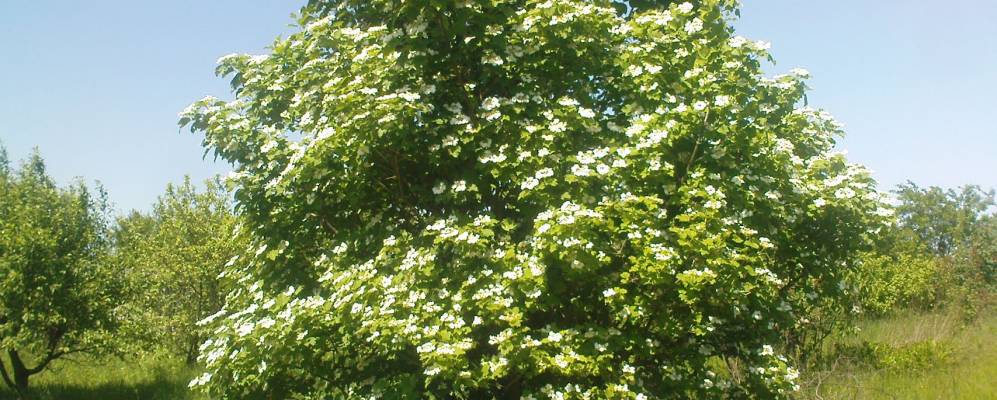 
            Фотография Залесья