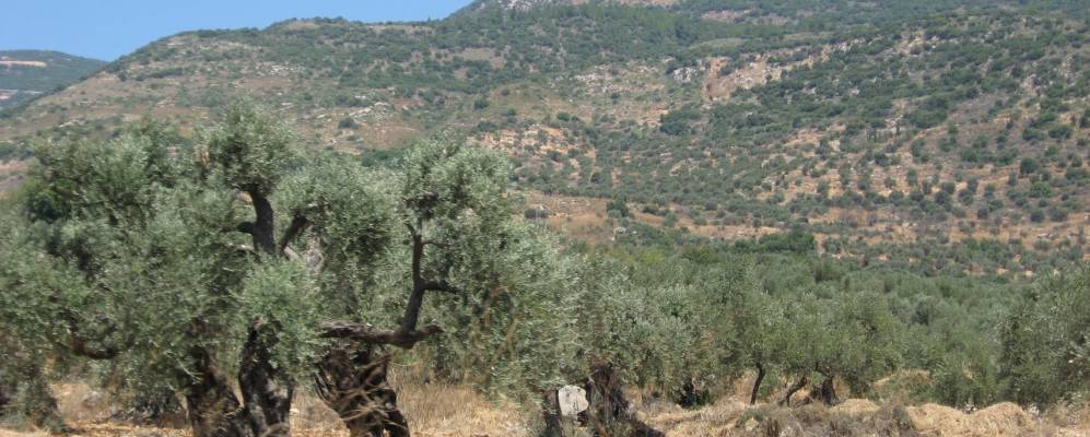 Фотография Морана