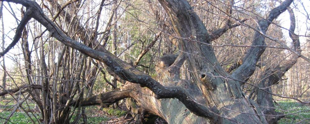 
            Фотография Горелого