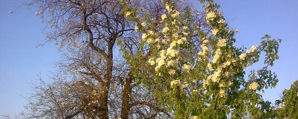 Фотография Першотравенки