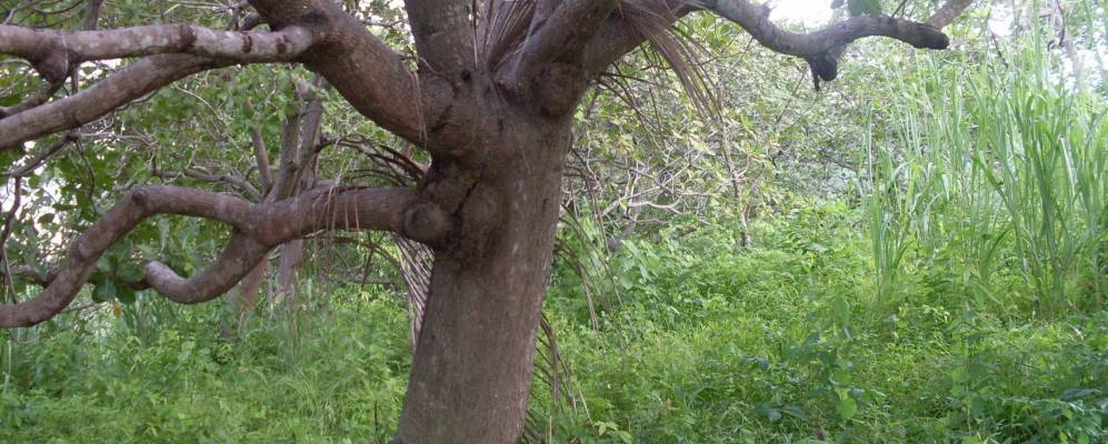 
            Фотография Гваиубы