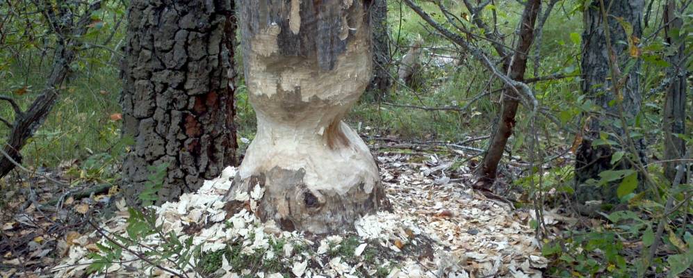 
            Фотография Горбачево