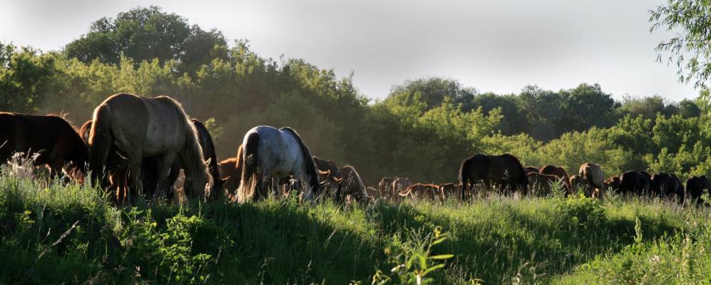 
            Фотография Корнеевки