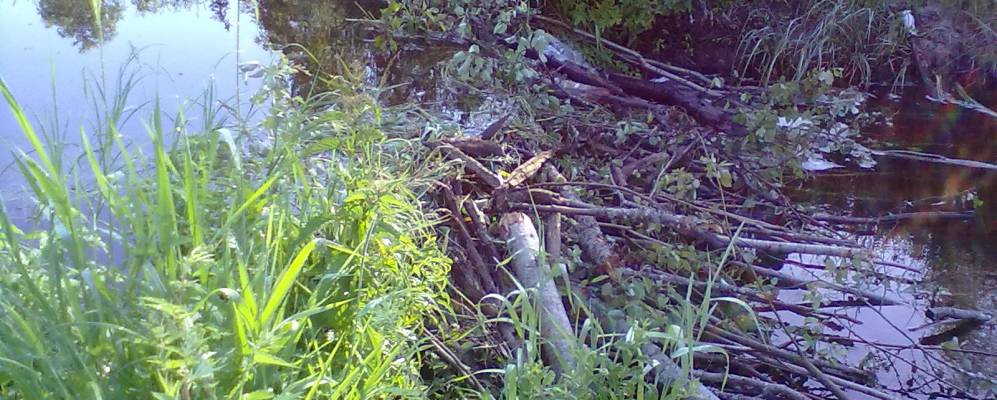 
            Фотография Третницы