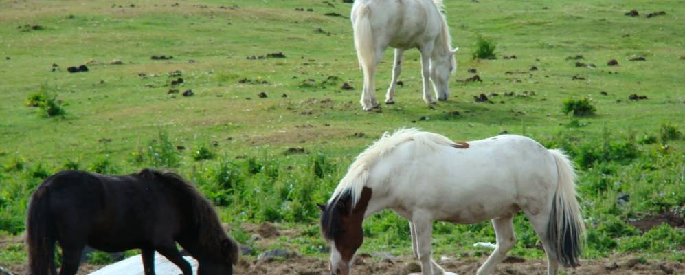 
            Фотография Бакки