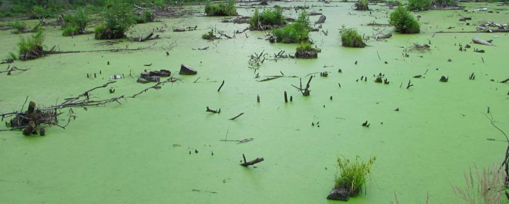 
            Фотография Новинья