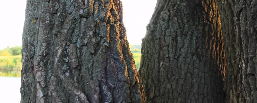 
            Фотография Мечасово