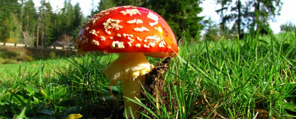 
            Фотография Сентрал Парка