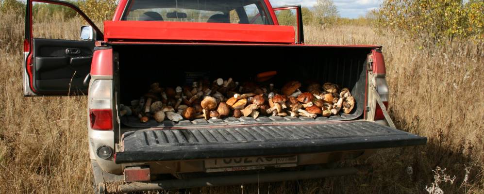 
            Фотография Корниляты