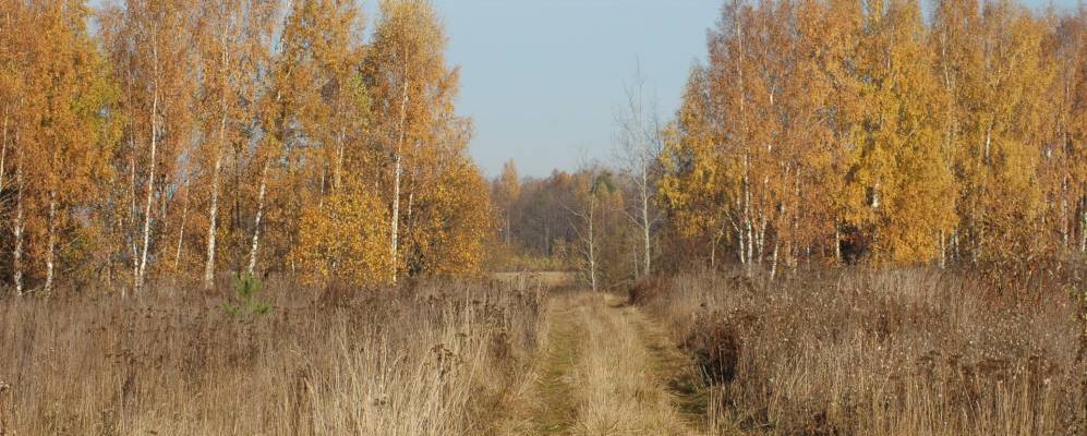 
            Фотография Борщевки