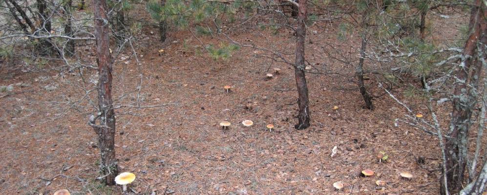 
            Фотография  Буйновичи