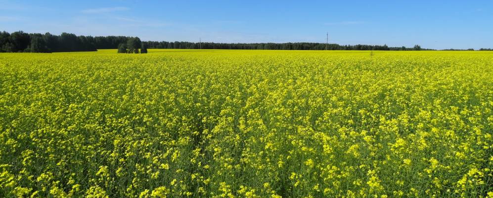 
            Фотография Ежей