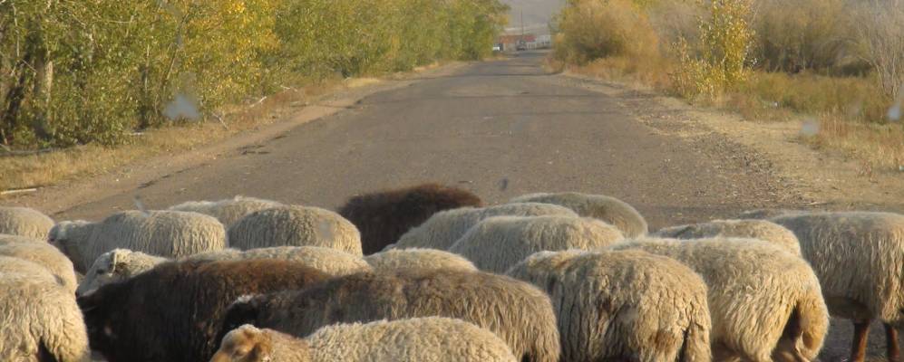 
            Фотография Сужи