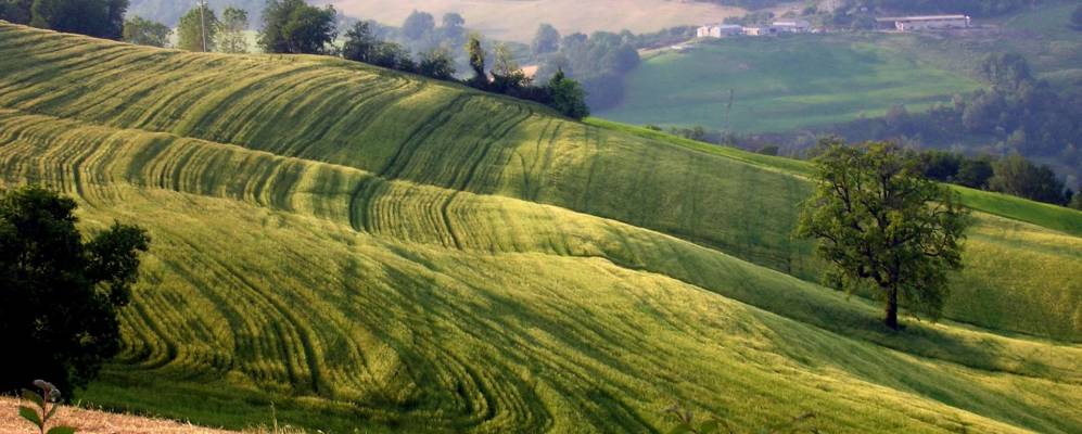 Фотография Таволето