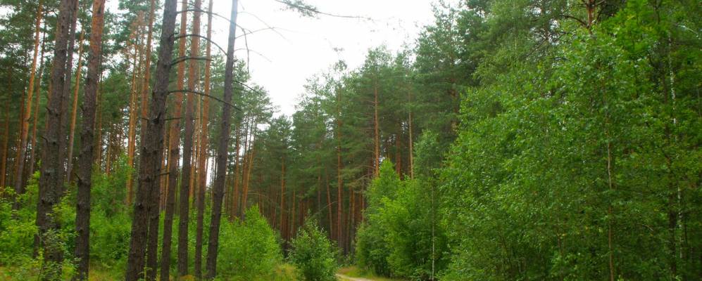 
            Фотография Тесново