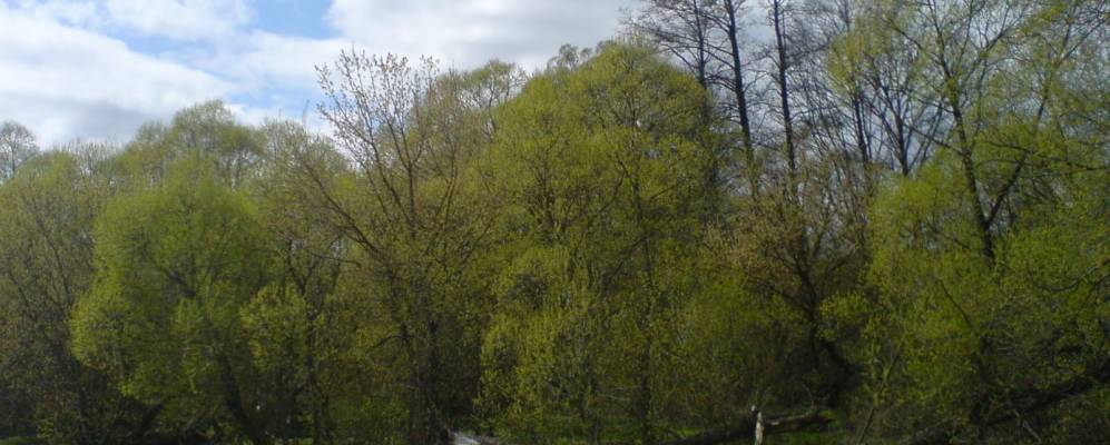 
            Фотография Муравейника