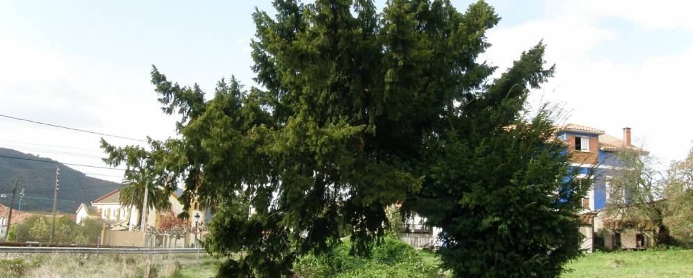 
            Фотография Сото-дель-Барко