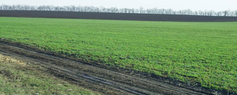 
            Фотография Теолина