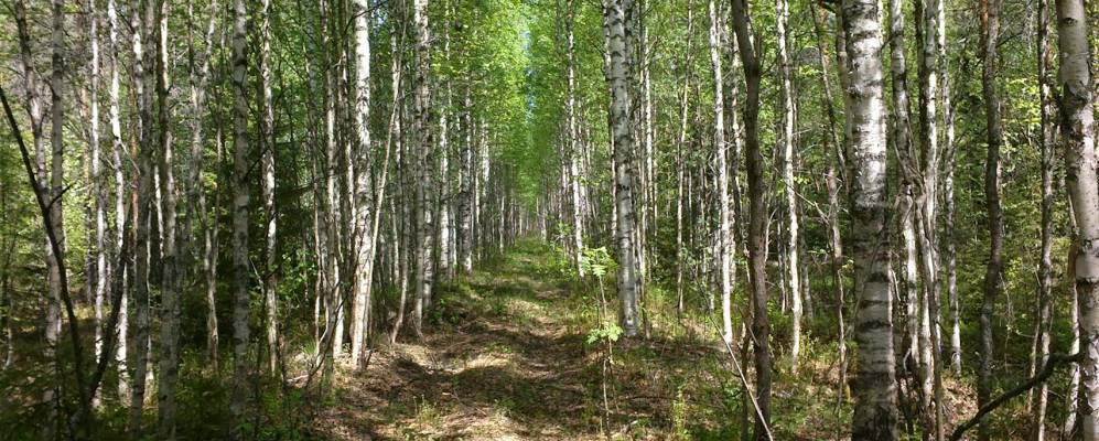 
            Фотография Петряево
