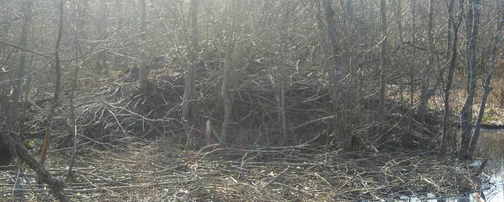 Фотография Лешево