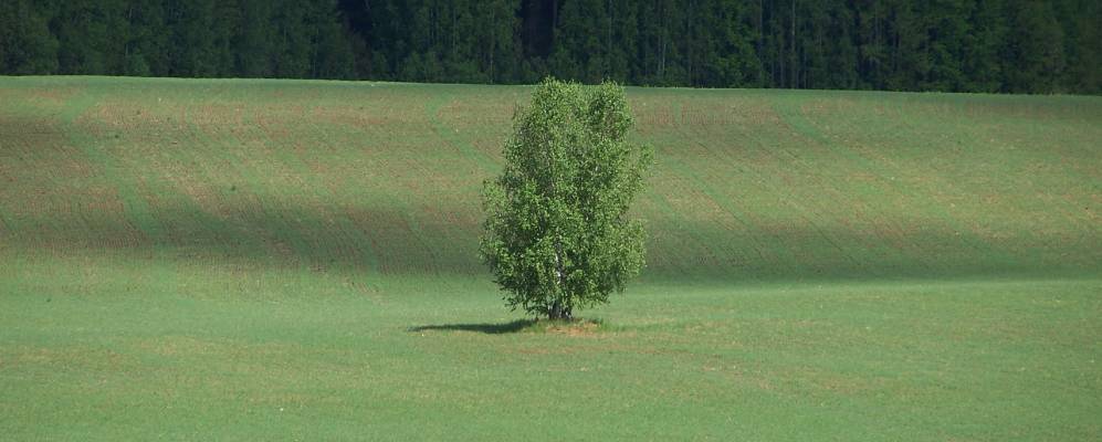 
            Фотография Пепеляя