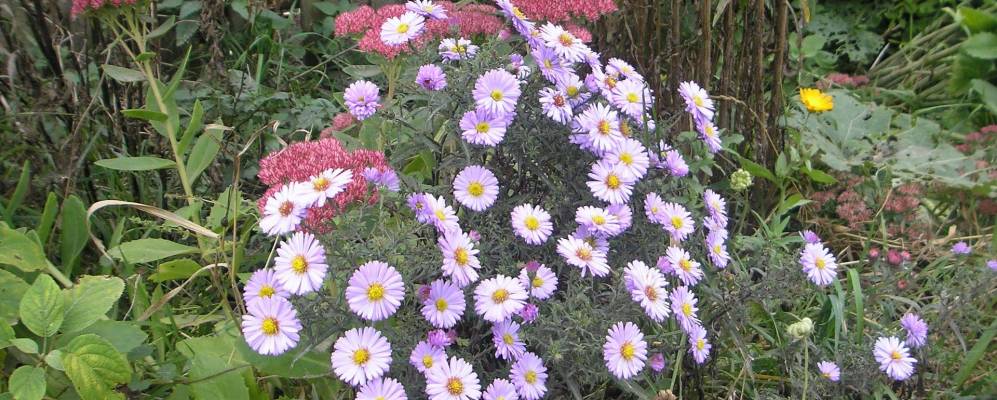 Фотография Гатовино