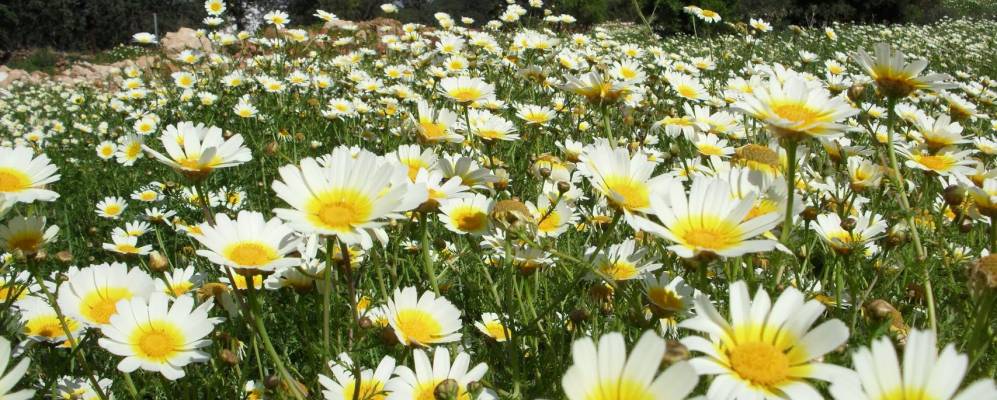 
            Фотография Боликейме