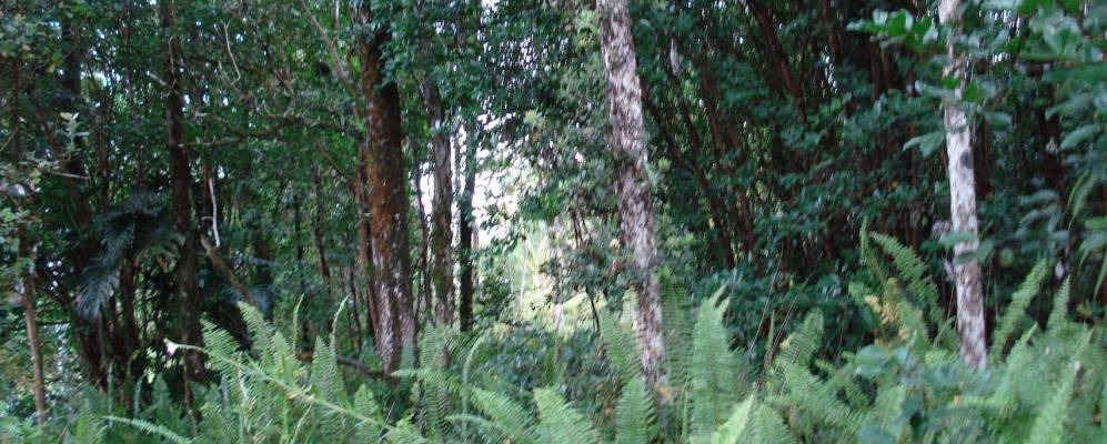 
            Фотография Хавайиан-Парадайс-Парк