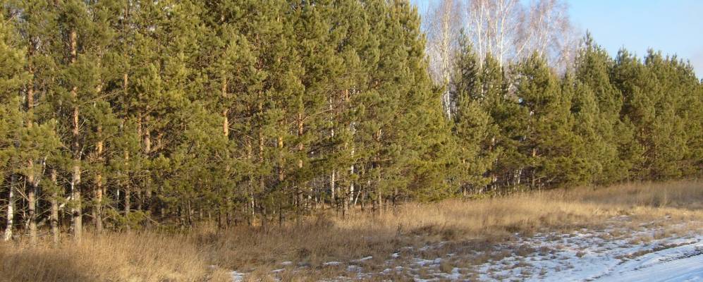 
            Фотография Лесного