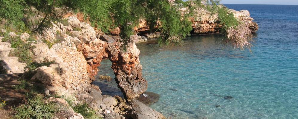 
            Фотография Сильот