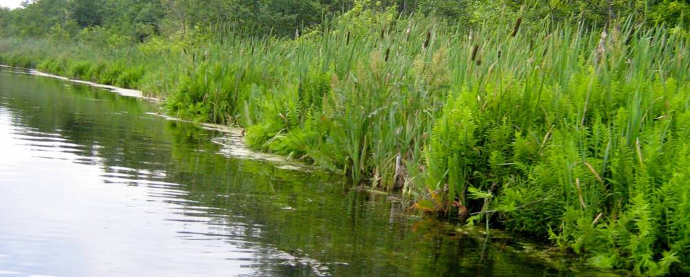 
            Фотография Сыново