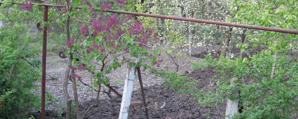 Фотография Дурлештов