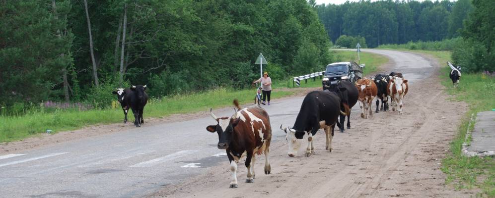
            Фотография Ильиной Нивы