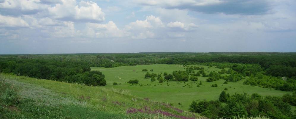 
            Фотография Сосновки