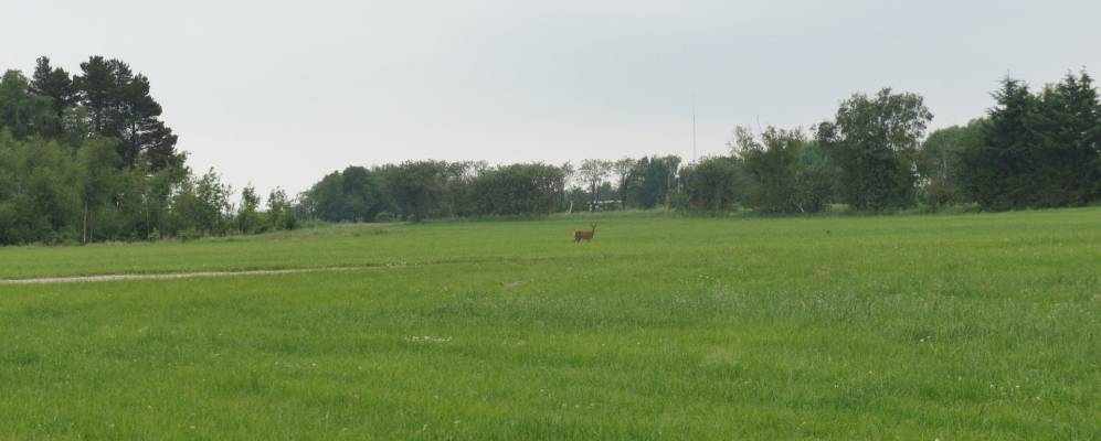 
            Фотография Кворса