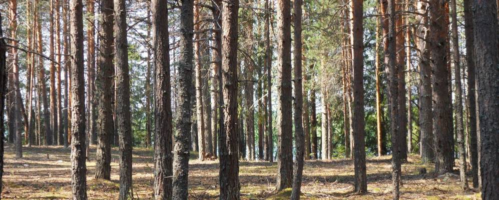 Фотография Малиновки