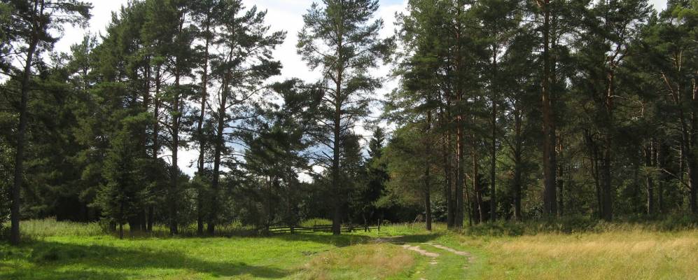 
            Фотография Олеховской