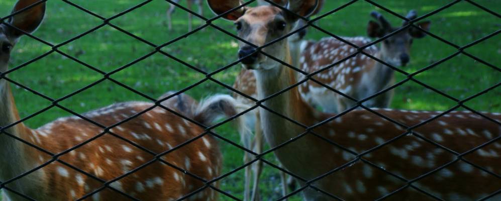 
            Фотография агрогородка Брашевичи